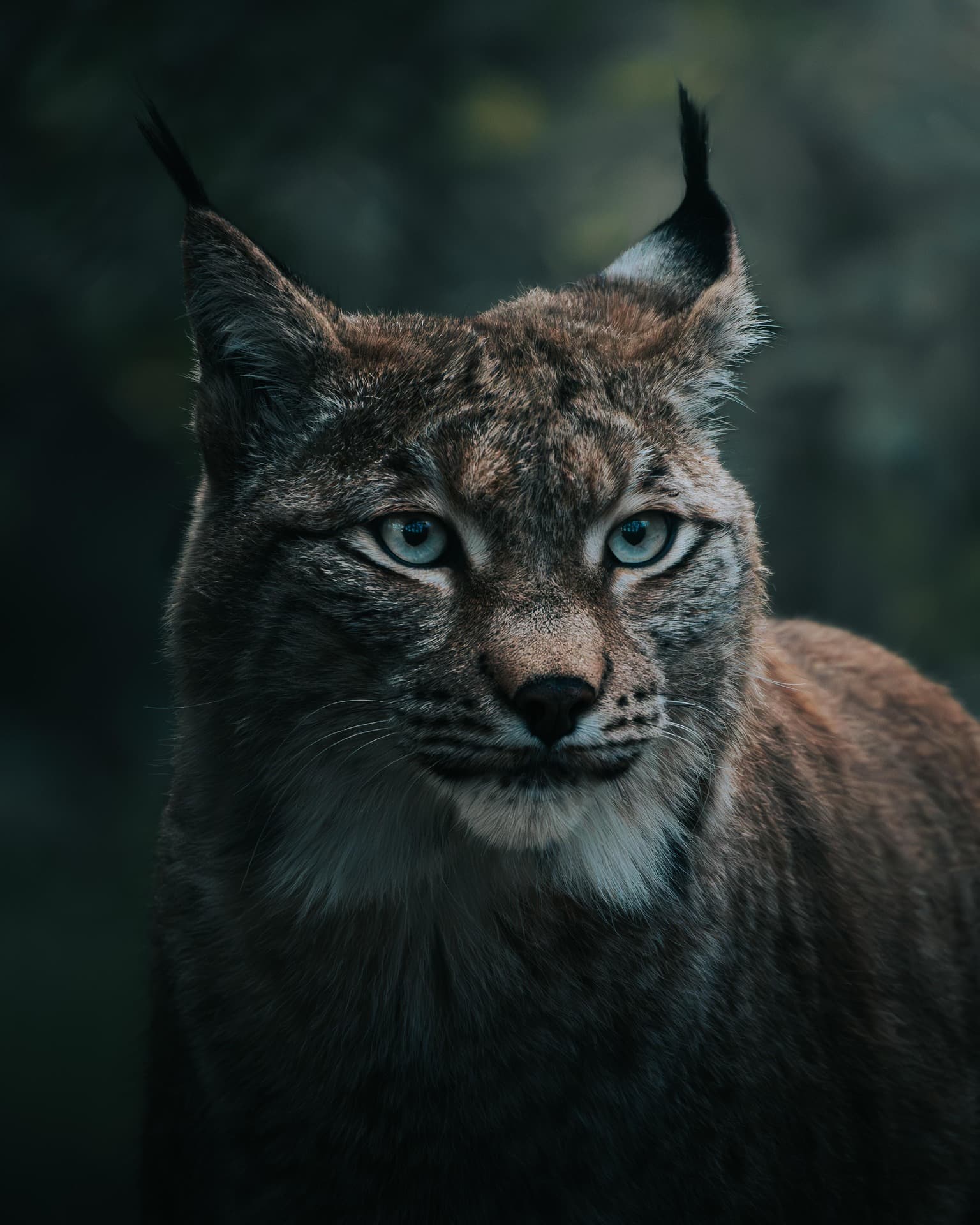 Fotografia de lince com olhar fixo