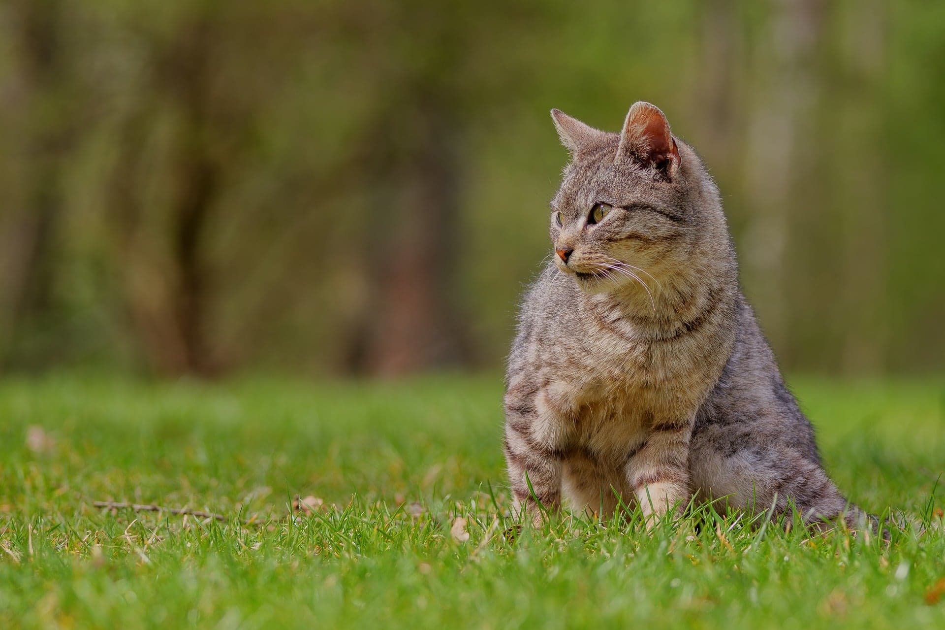 Fotografia de gato em preto e branco